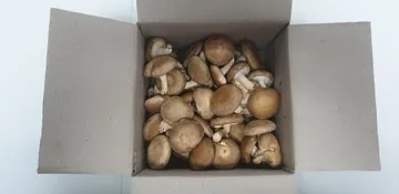 표고버섯,500g,상품,국산