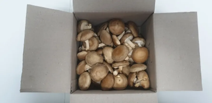표고버섯,500g,상품,국산 이미지