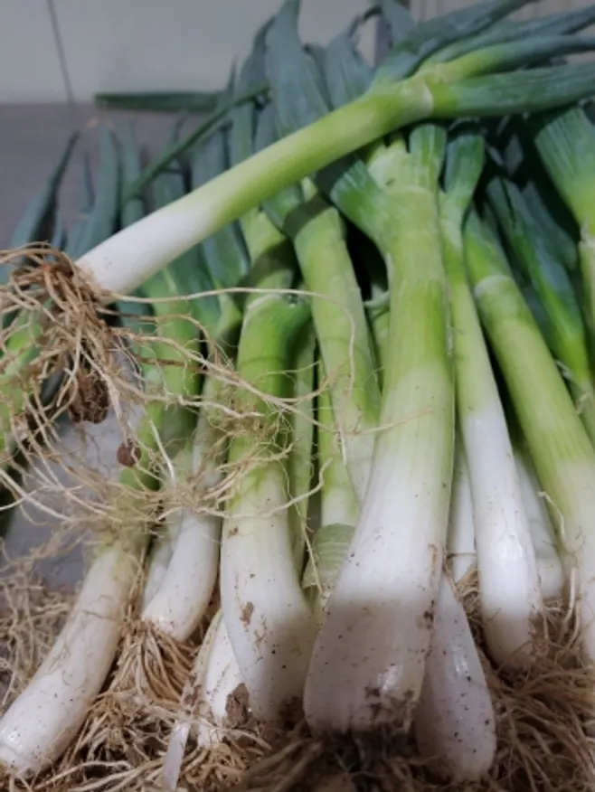 흙대파,1Kg,상품,국산 이미지