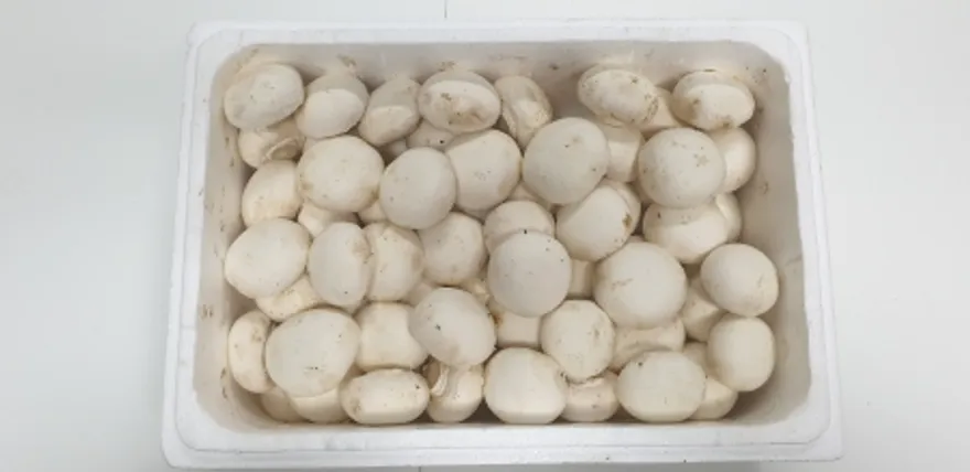 양송이버섯,2Kg,상품,국산 이미지