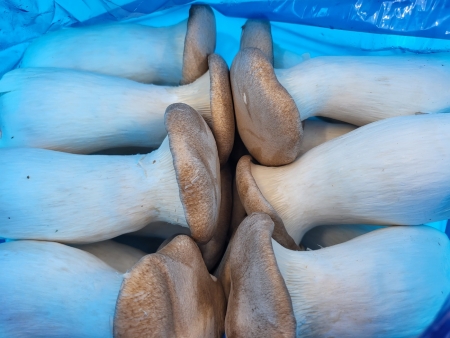 새송이버섯,2Kg,상품,국산