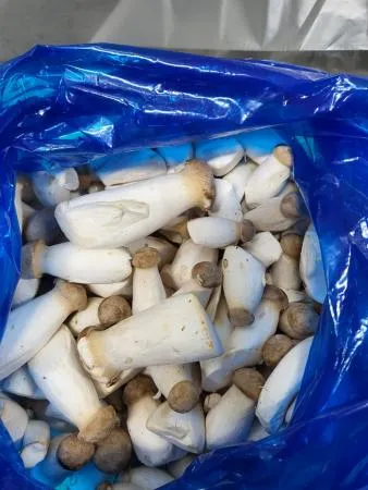 애기새송이버섯,1Kg(2~8cm내외),상품,국산