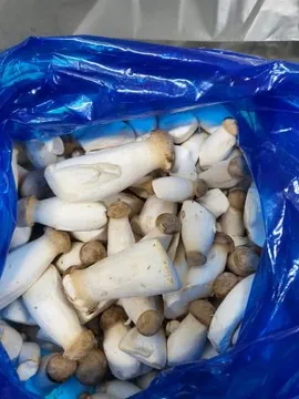 애기새송이버섯,1Kg(2~8cm내외),상품,국산