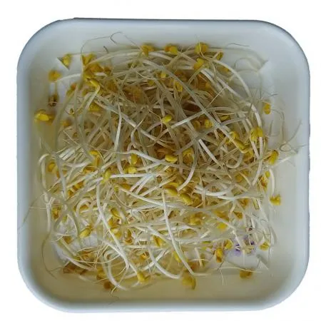 곱슬이콩나물,수입,3.5kg,냉장 이미지