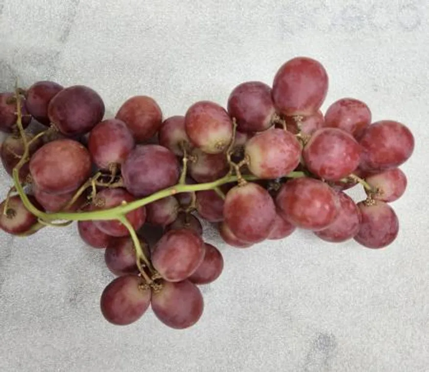 거봉포도(레드글로브),1Kg,수입 이미지