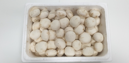 양송이버섯,1Kg,상품,국산