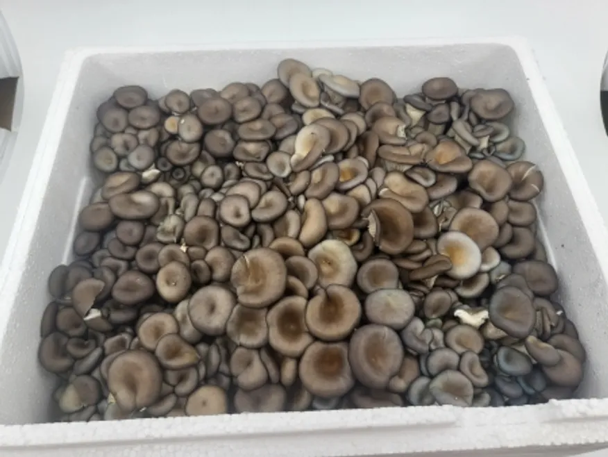 느타리버섯(상품,국산) 이미지