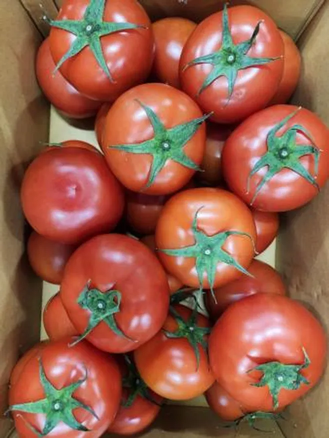 토마토,5Kg(50~250g*20~100개/규격무선별),실온,국산 이미지