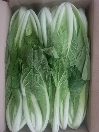 얼갈이배추,4Kg,상품,국산