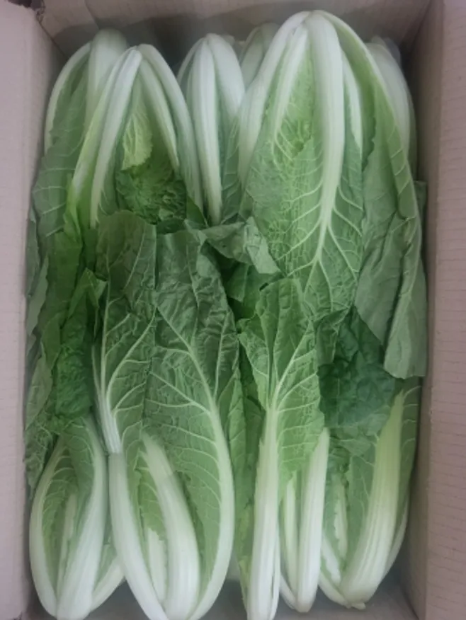 얼갈이배추,4Kg,상품,국산 이미지