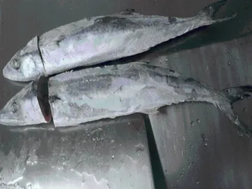 삼치(미소제)(냉동,조림용,절단,국산)