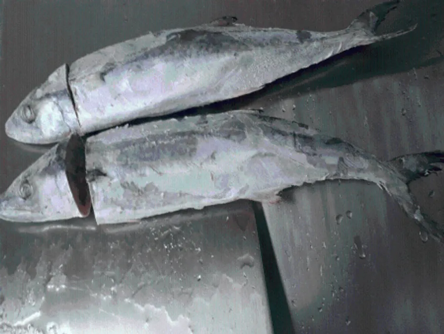 삼치(미소제)(냉동,조림용,절단,국산) 이미지