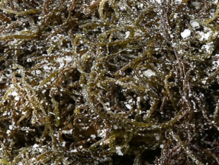 꼬시래기(정제염:중국산)(염장,갈색,상품,국산)