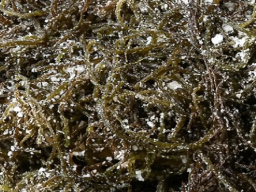 꼬시래기(정제염:중국산)(염장,갈색,상품,국산) 이미지