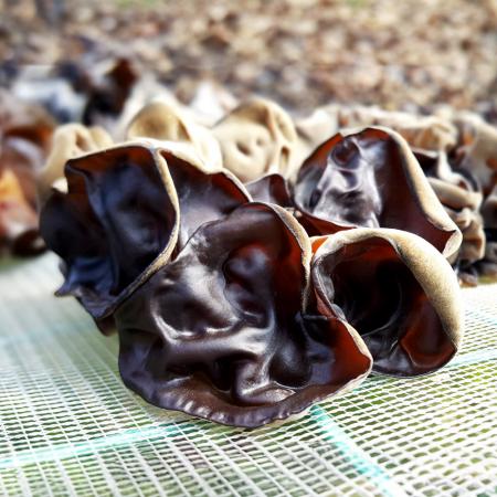 수입사 직송 한잎목이 10kg 단편목이 소목이 버섯 건흑목이 버섯 마른 말린 버섯 모기