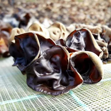 수입사 직송 한잎목이 10kg 단편목이 소목이 버섯 건흑목이 버섯 마른 말린 버섯 모기