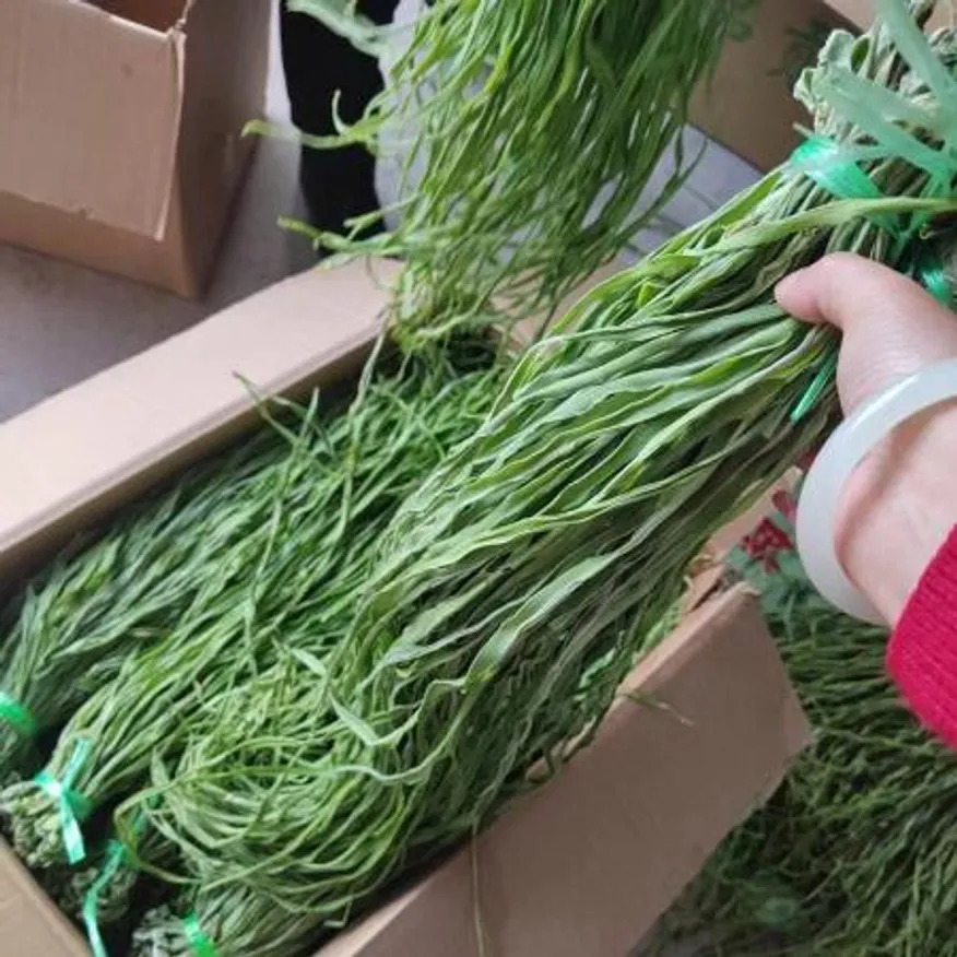 수입사 직송 건 궁채 A급 10kg 건궁채 뚱채 상추대나물 상추대 산상추 줄기상추 마른 벌크 이미지