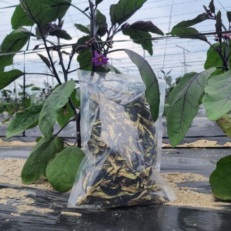 여주 직송 건가지 나물 2kg 산나물 마른 말린 건 가지 보름나물 벌크 업소용