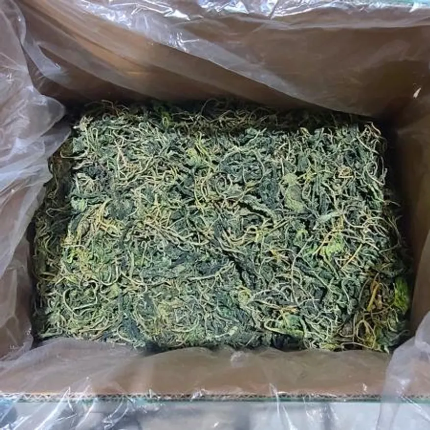 수입사 직송 건곤드레 나물 10kg 산나물 마른 말린 건 곤드레 보름나물 벌크 업소용 이미지