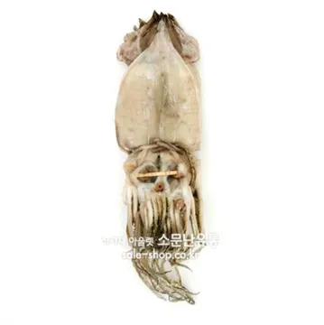 반건조오징어 1.7kg (10마리) 반건오징어 피데기 피대기