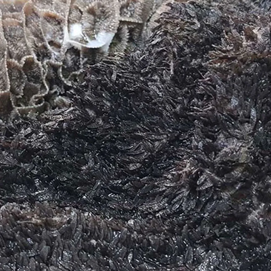 (신돈축산유통) 업소용 냉동 한우 흑양(안깐양) 10kg (내장탕/해장국) 이미지