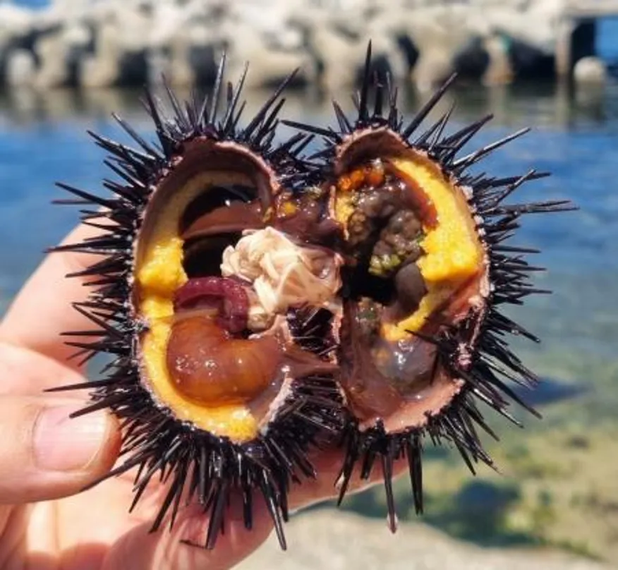 포항 구룡포 당일 조업 당일 출고 성게알 이미지