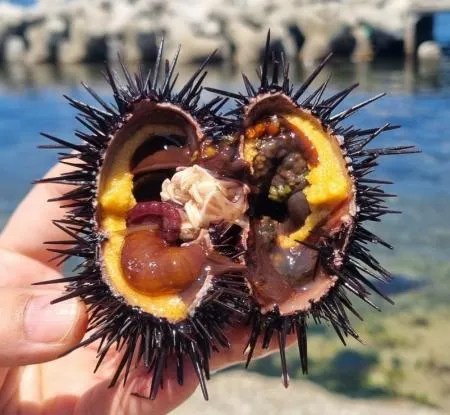 포항 구룡포 당일 조업 당일 출고 성게알 이미지