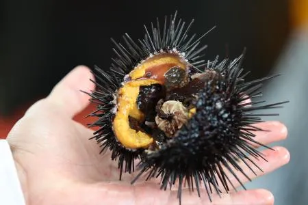 포항 구룡포 당일 조업 당일 출고 성게알 이미지