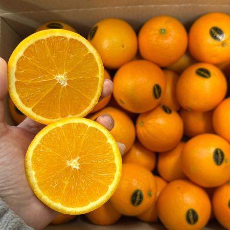 미국산 블랙라벨 오렌지 중대과 20개