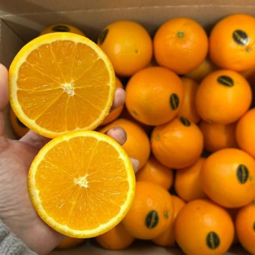 미국산 블랙라벨 오렌지 중대과 20개 이미지