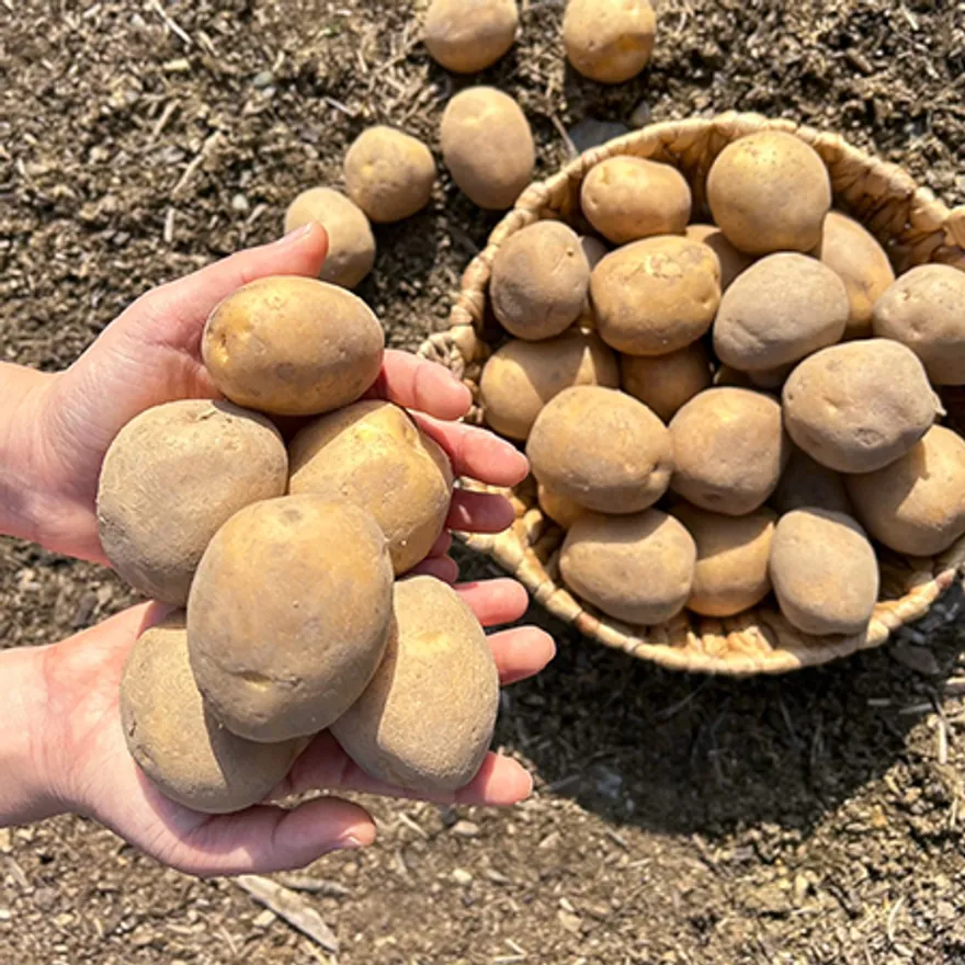 감자 (왕특) 5kg 국내산 1박스 이미지
