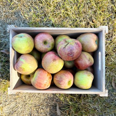 25년 사과 햇사과 사과 주스용 10kg