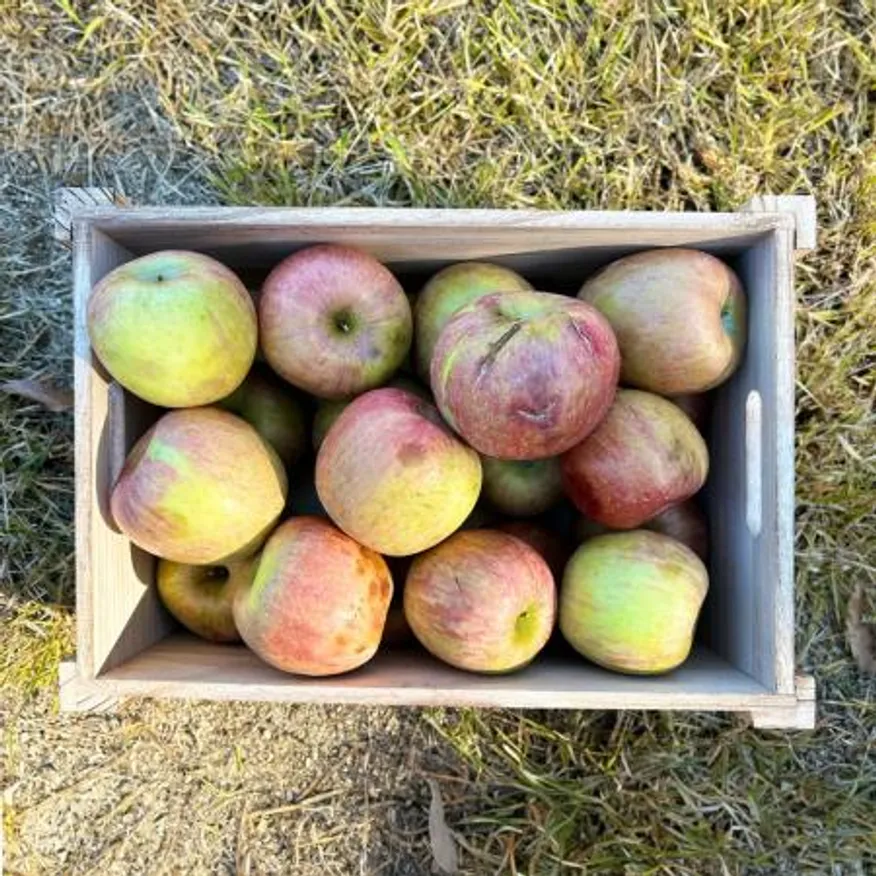 25년 사과 햇사과 사과 주스용 10kg 이미지