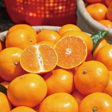 넉넉 제주 귤 감귤 조생귤 중대과(L-3L) 4.5kg(실중량)