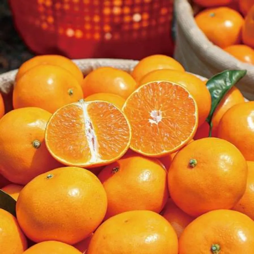 넉넉 제주 귤 감귤 조생귤 중대과(L-3L) 4.5kg(실중량) 이미지