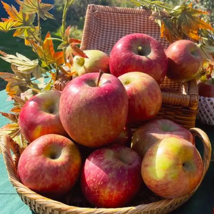 25년 사과 햇사과 홍로사과 가정용 10kg (40-50과) 이미지