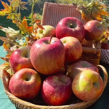 25년 사과 햇사과 홍로사과 가정용 소과 5kg