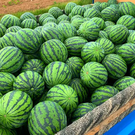 [넉넉] 고당도 경북 꿀수박 가정용 8-9kg