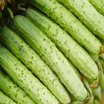 아삭한 국내산 백오이 백다다기 오이 (상) 5kg