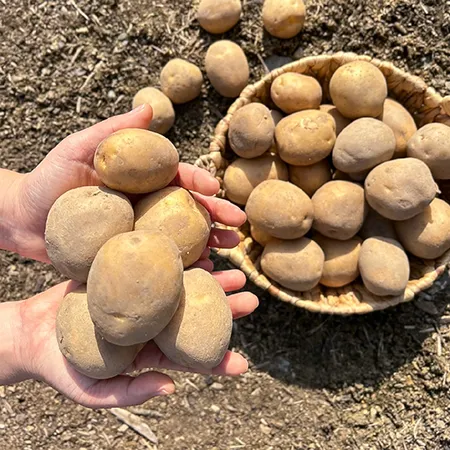 감자 (중) 10kg 국내산 1박스 이미지