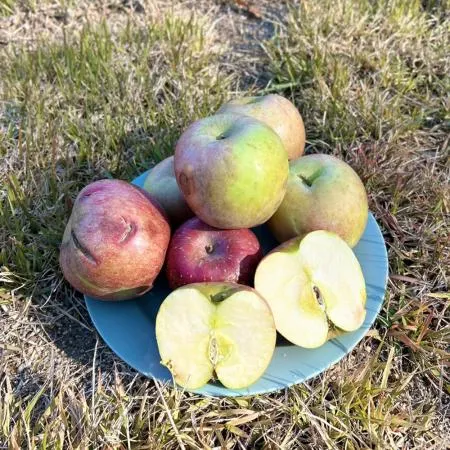 25년 사과 햇사과 사과 주스용 10kg 이미지