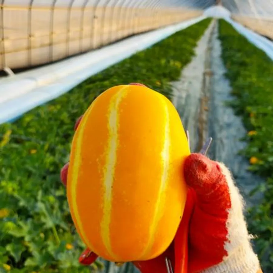 달달한 성주 참외 혼합 3kg 이미지