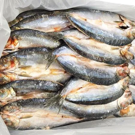 업소용 손질 청어 자반 러시아산 45미 (각 200g 이상)