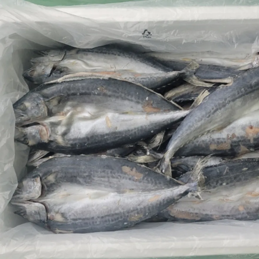 업소용 삼치 자반 국내산 5미 (각 380g 이상) 이미지