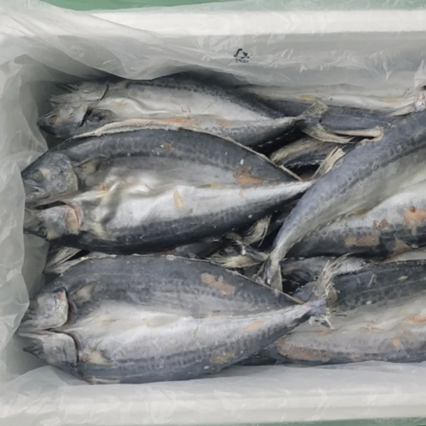 업소용 삼치 자반 20kg 국내산 30미 (각 380g 이상) 이미지