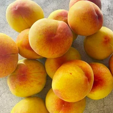 추석선물 복숭아 황도 4kg