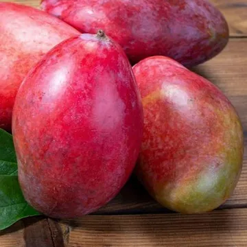 추석선물 제주 망고 대과 8수 3kg