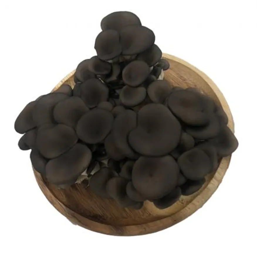 느타리버섯(국내산) 1kg 이미지