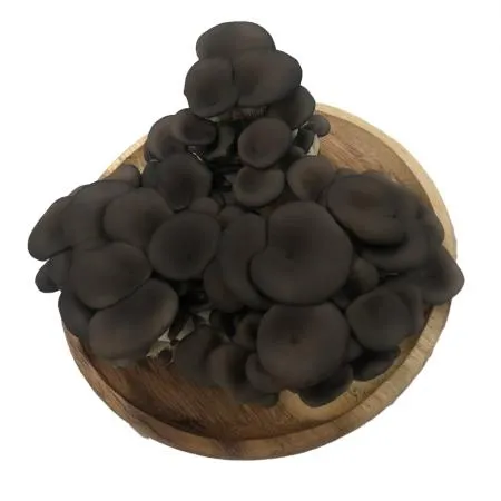 느타리버섯(국내산) 1kg