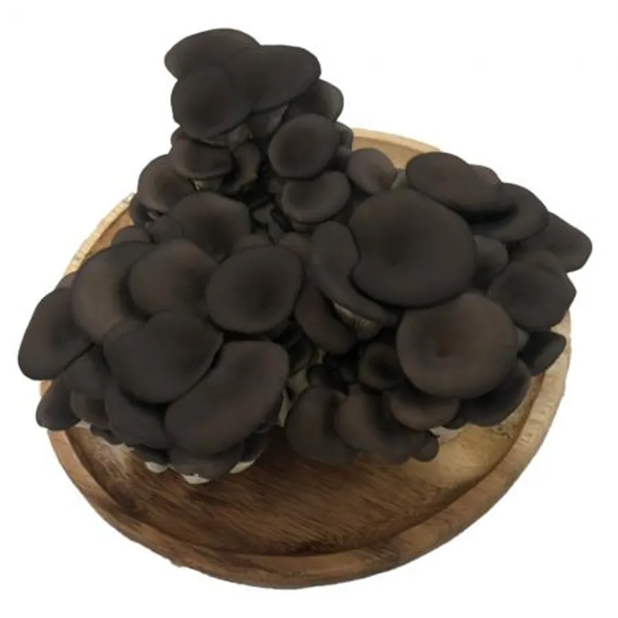 느타리버섯(국내산) 2kg/박스 이미지